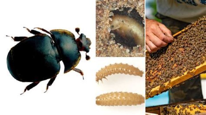 Where do rove beetles live?