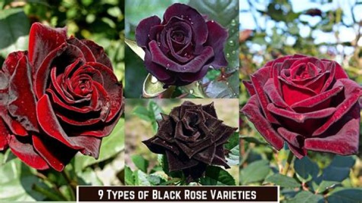 Where do you get black roses?