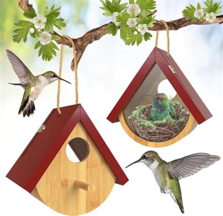 Where do you hang a hummingbird house?