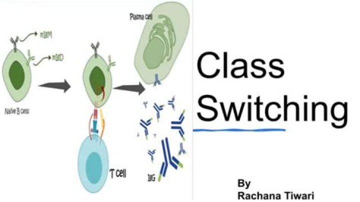 Where does antibody class switching occur?