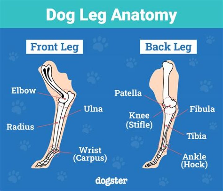 Where does the term dog leg come from?