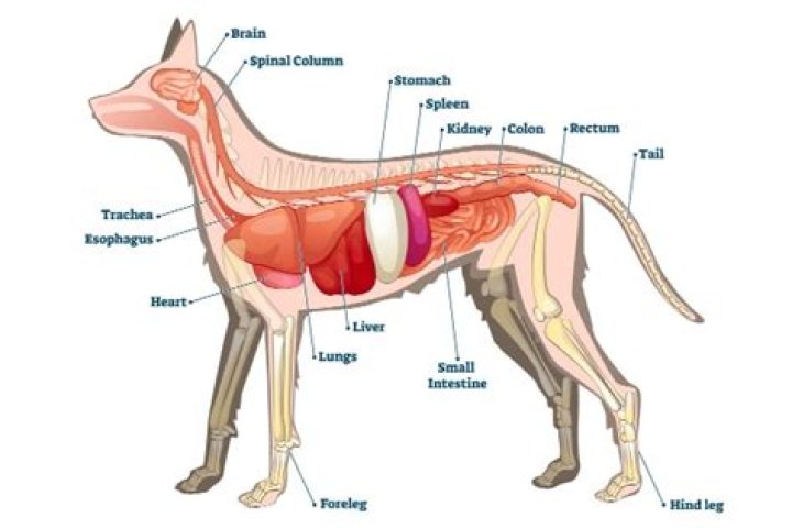 Where is a dog’s spleen located?