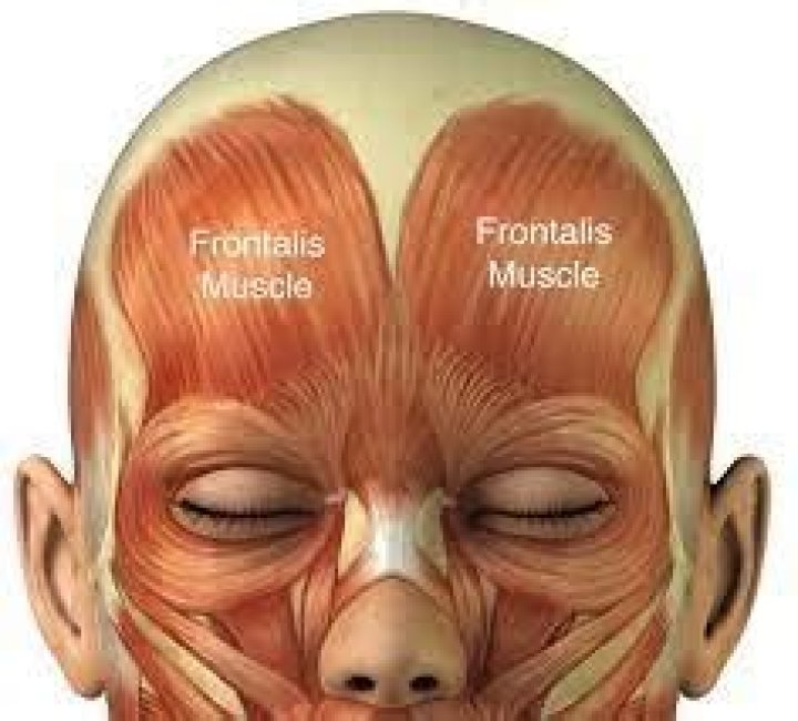 Where is frontalis muscle located?