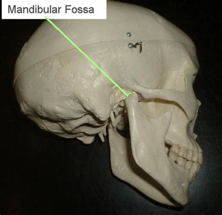 Where is the mandibular fossa located?