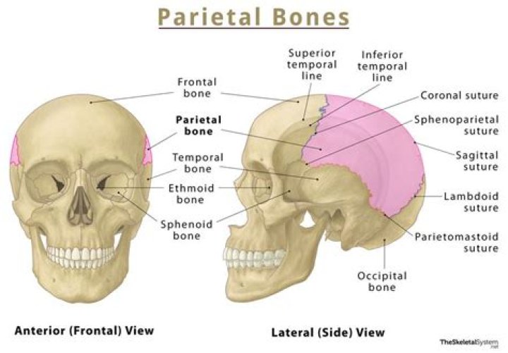 Where is the parietal bone located?