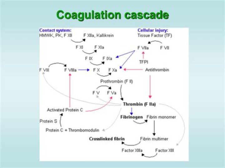 Which coagulation factors are made in the liver?
