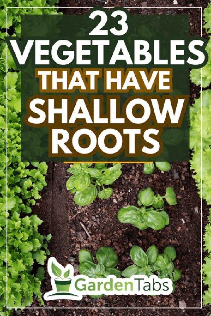 Which herbs have shallow roots?