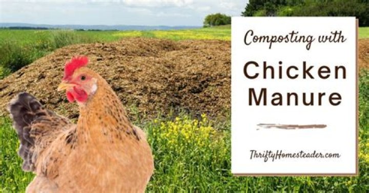 Which is better chicken manure or cow manure?