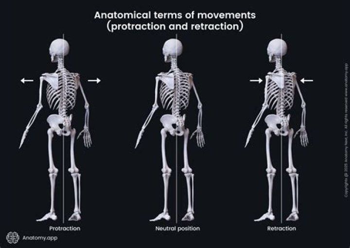 Which muscle is responsible for protraction of the mandible?