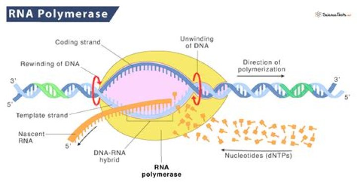 Which of the following is a function of RNA polymerase quizlet?