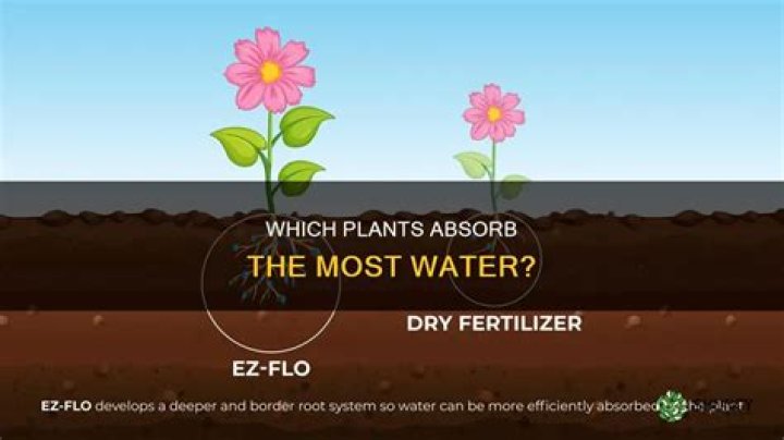 Which plants absorb the most water?