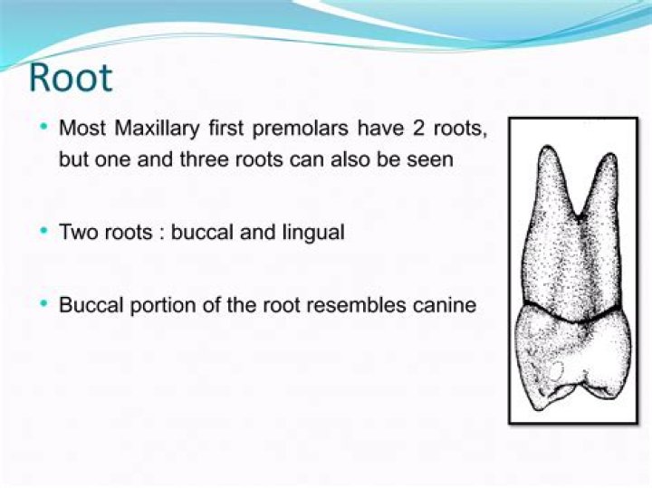 Which premolar has 2 roots?