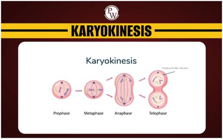 Which process occurs first Karyokinesis or cytokinesis?