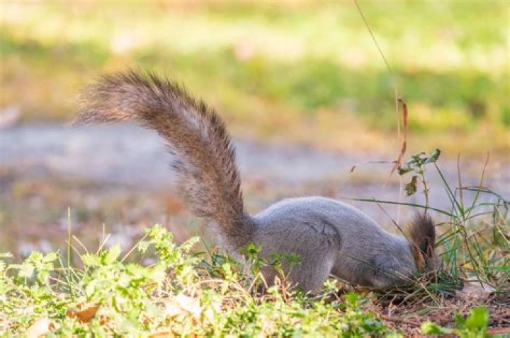 Which rodent has no tail?