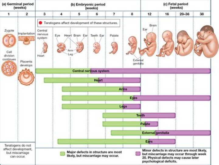 Which stage of prenatal development is the shortest?