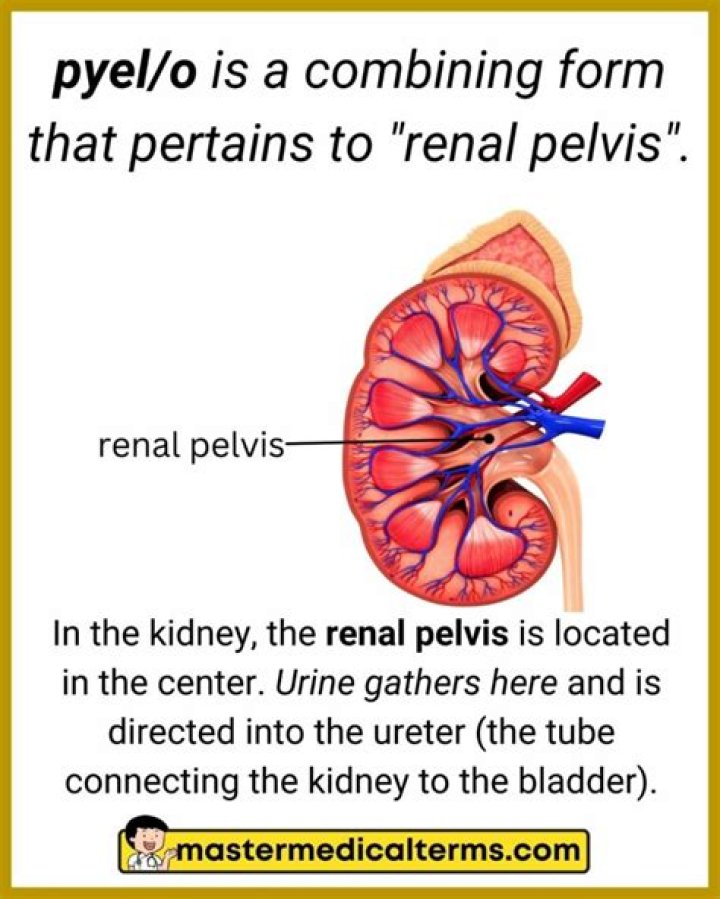 Which term means renal pelvis inflammation?