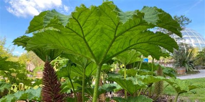 Which water plant has the biggest leaves?