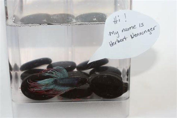 Who is Herbert nenninger?