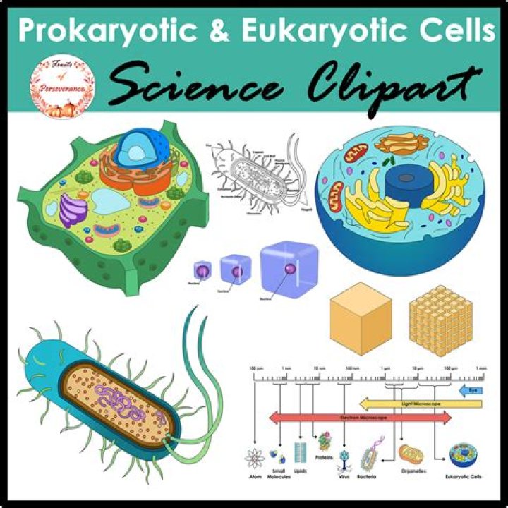 Why are animal cells and plant cells prokaryotic or eukaryotic?