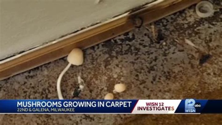 Why are mushrooms growing in my carpet?