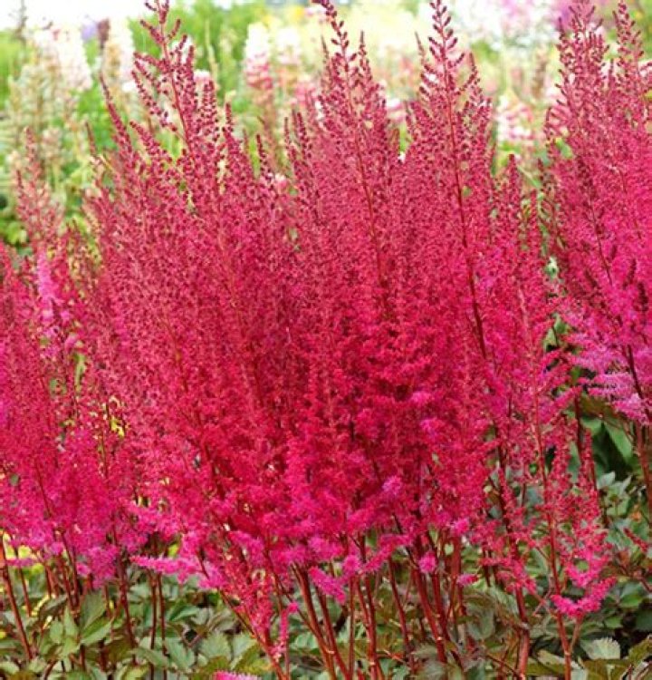 Why are my astilbe not blooming?