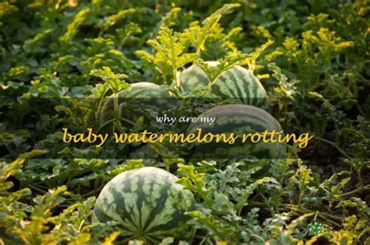 Why are my baby watermelons rotting?