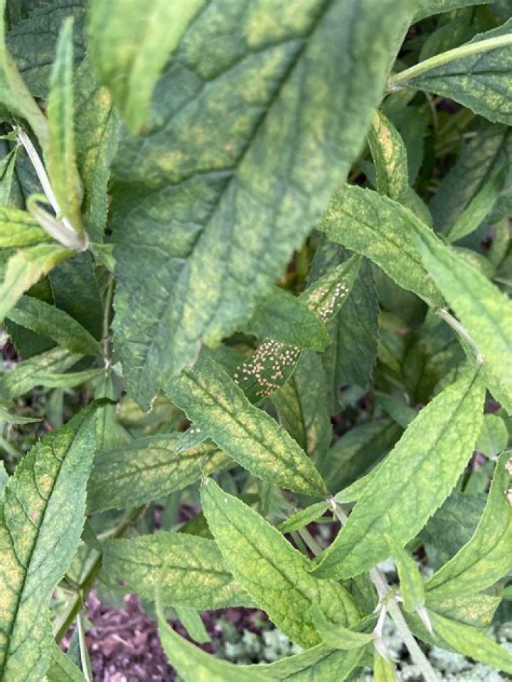 Why are my buddleia leaves turning yellow?