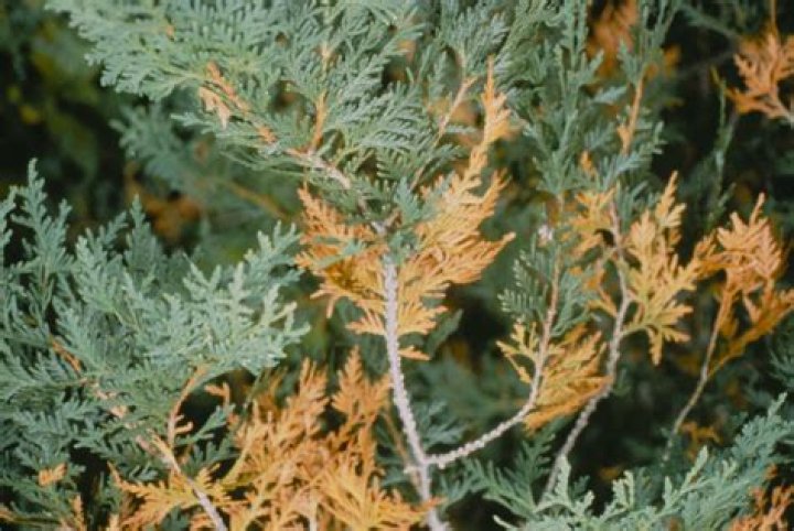 Why are my cedar trees turning yellow?