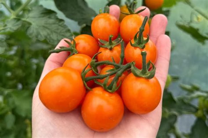 Why are my cherry tomatoes orange?
