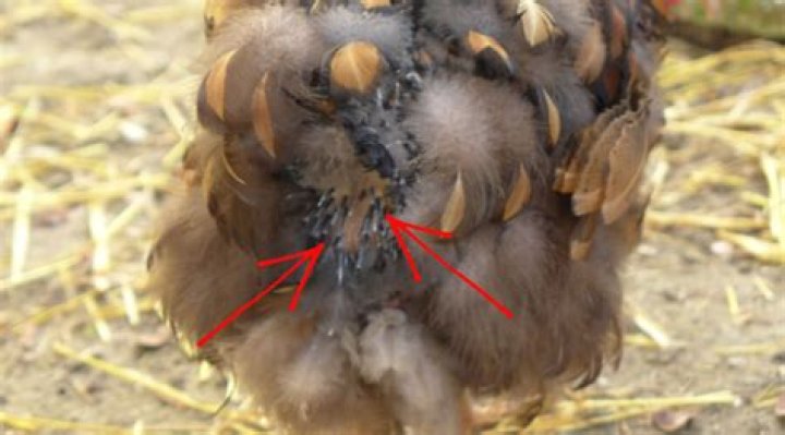 Why are my chickens tail feathers down?