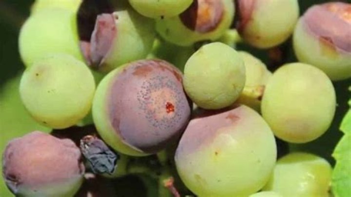 Why are my grapes getting black spots?