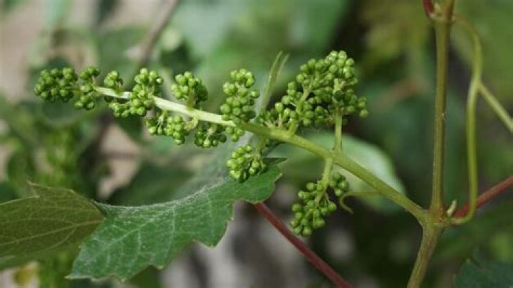 Why are my grapes tiny?