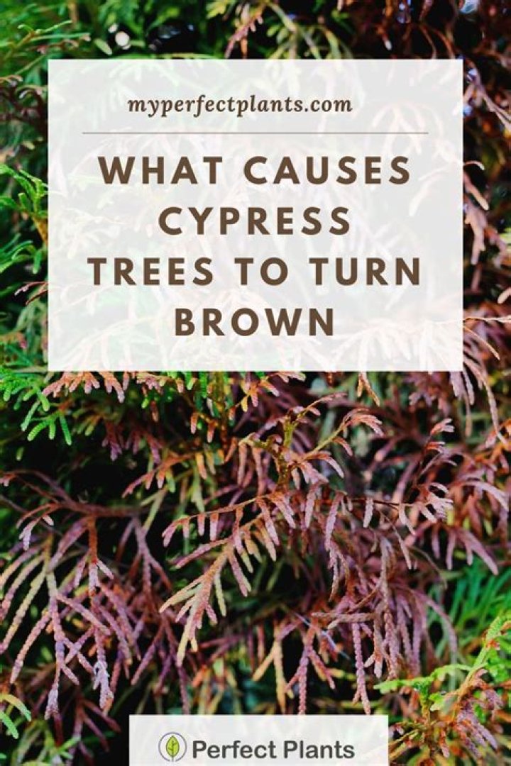 Why are my Leyland cypress turning brown?