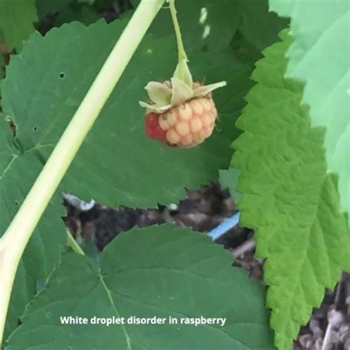 Why are my raspberries white?