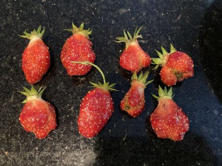 Why are my strawberries tiny?