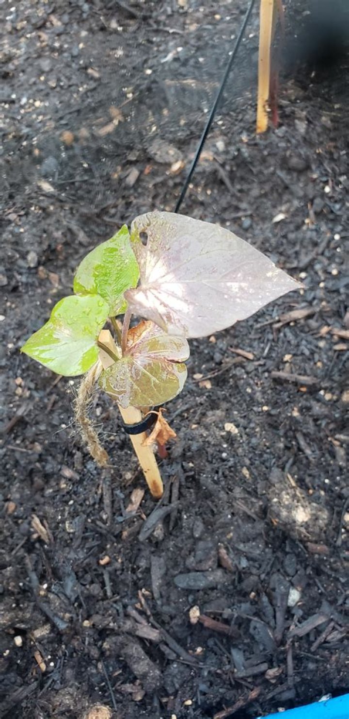 Why are my sweet potato leaves turning purple?