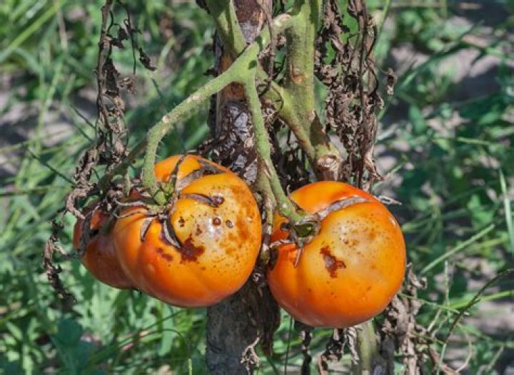 Why are my tomatoes turning black on top?
