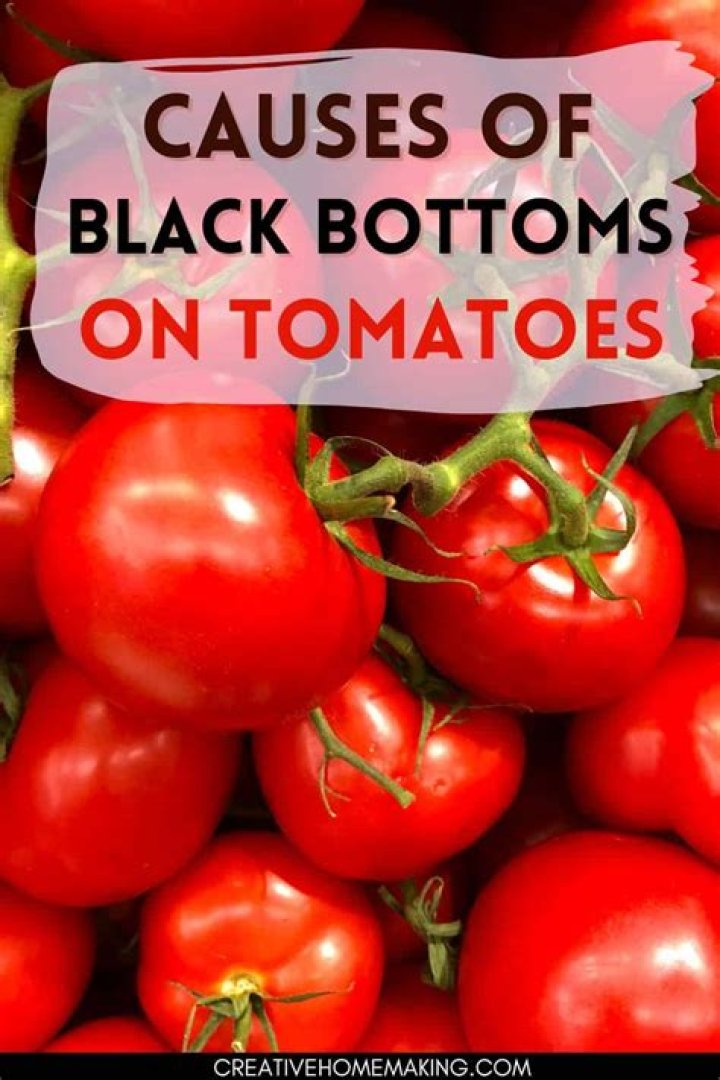Why are the bottoms of my tomatoes turning black?