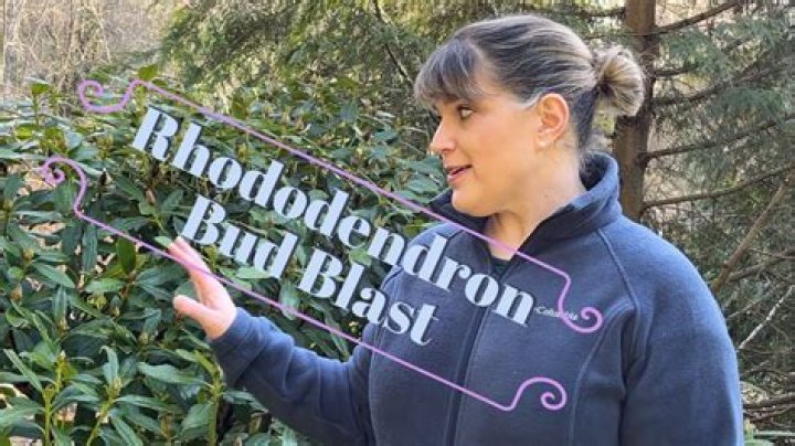 Why are the buds on my rose of Sharon not opening?