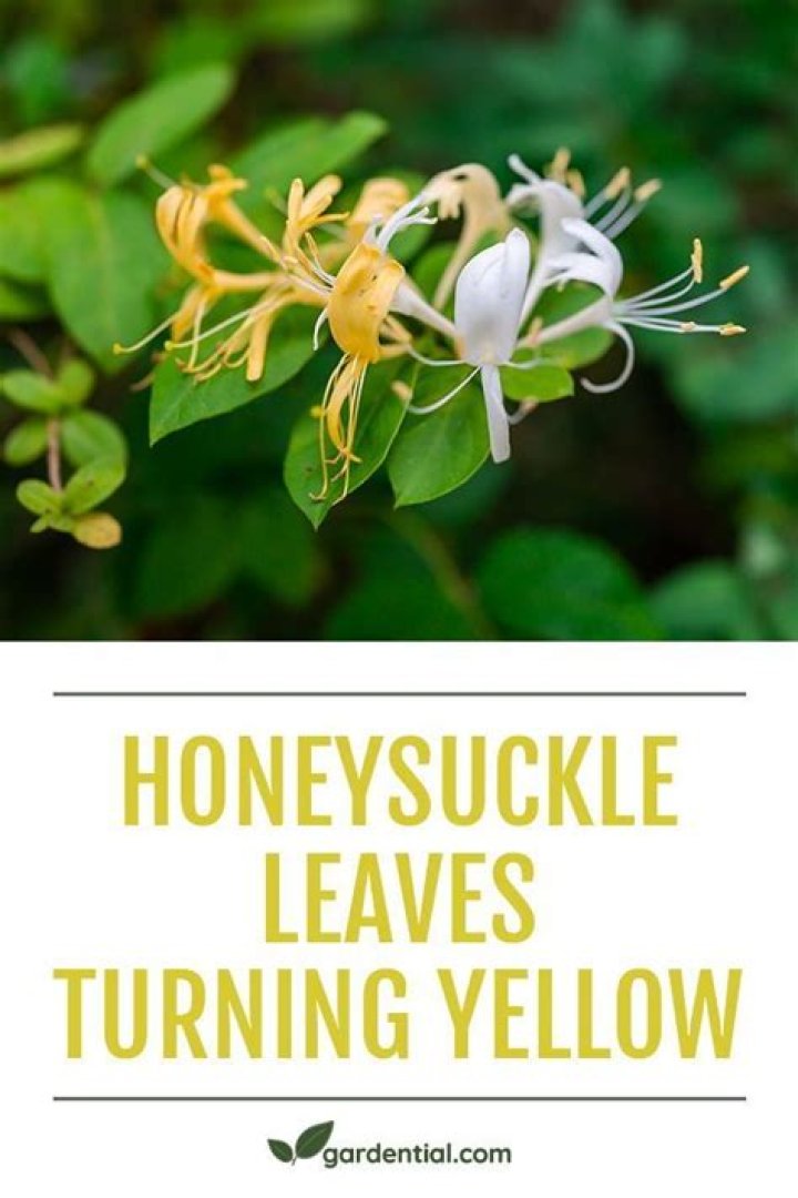 Why are the leaves of my honeysuckle turning yellow?