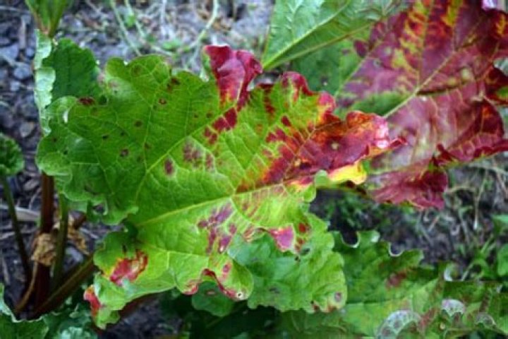 Why are the leaves on my rhubarb turning brown?