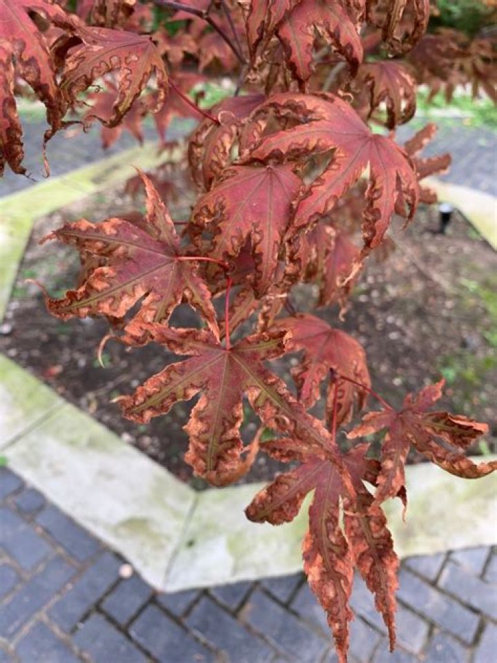 Why are the tips of my Japanese maple leaves turning brown?