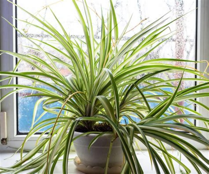 Why are the tips of my spider plant turning yellow?