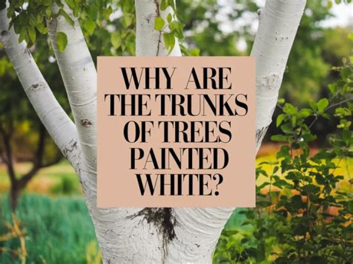 Why are the trunks of trees painted white?