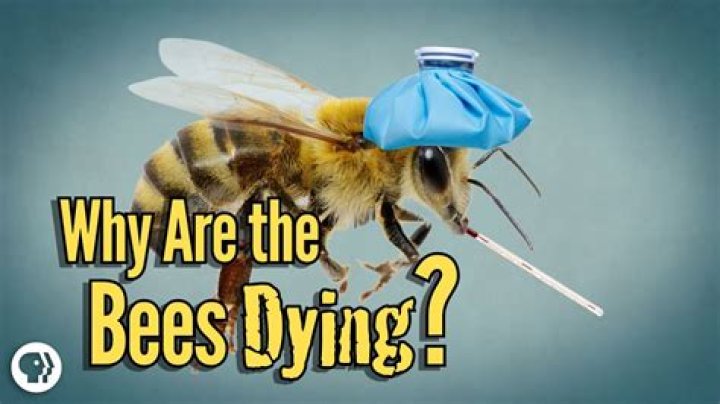Why are there dying bees in my house?
