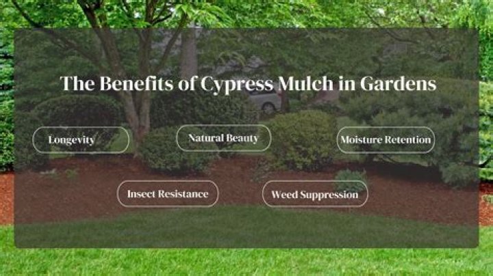 Why cypress mulch is bad?