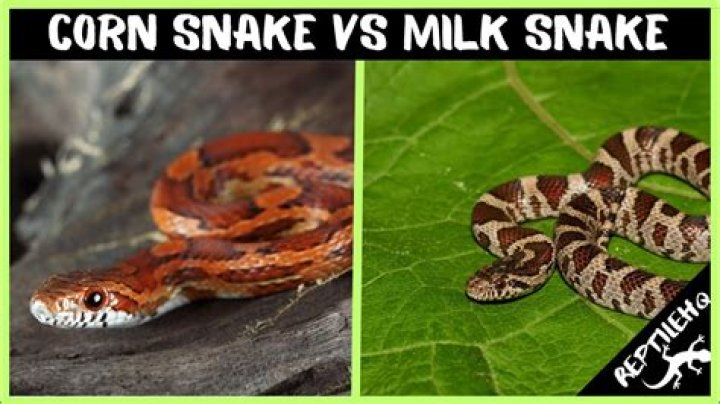 Why did my corn snake vomit?