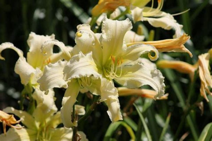 Why did my daylilies stopped blooming?