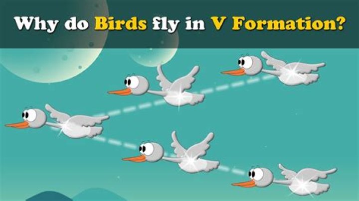 Why do birds fly in V shape?