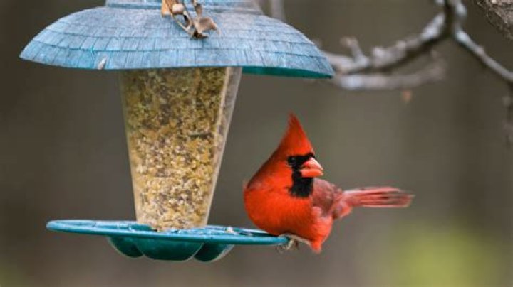 Why do cardinals feed each other?